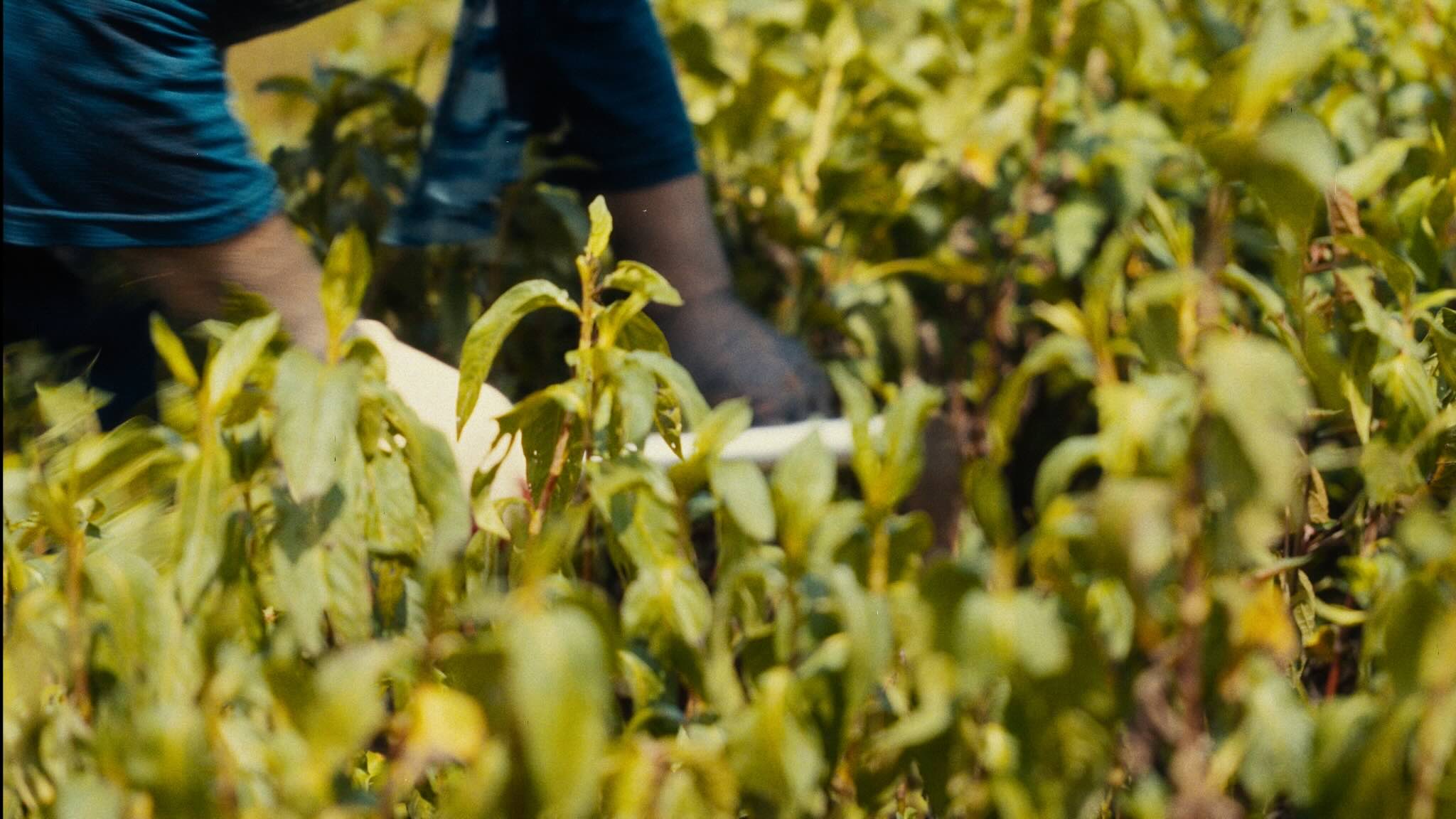 YMF Brand Film Frame 1